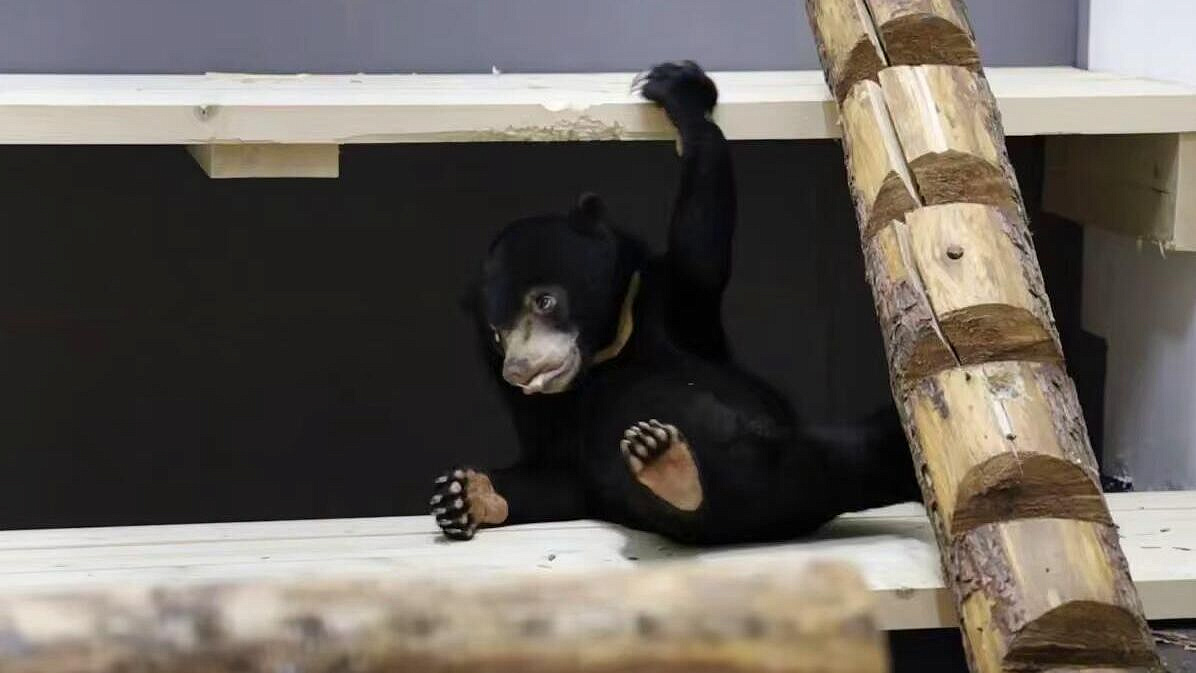 Малайская медведица из Московского зоопарка переехала в новое помещение