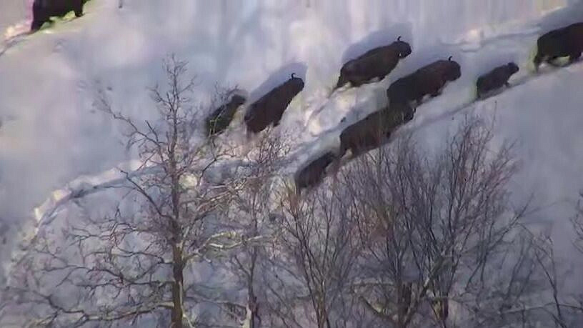 � �������� � ����������� ������ �������� ���� ���������