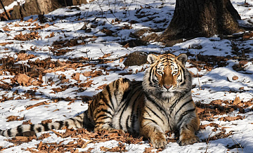 Лесничий погиб в приморской тайге от нападения амурского тигра