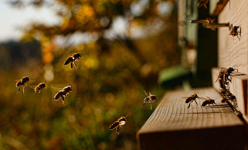 Пчелы напали на детей в саду на юге Москвы