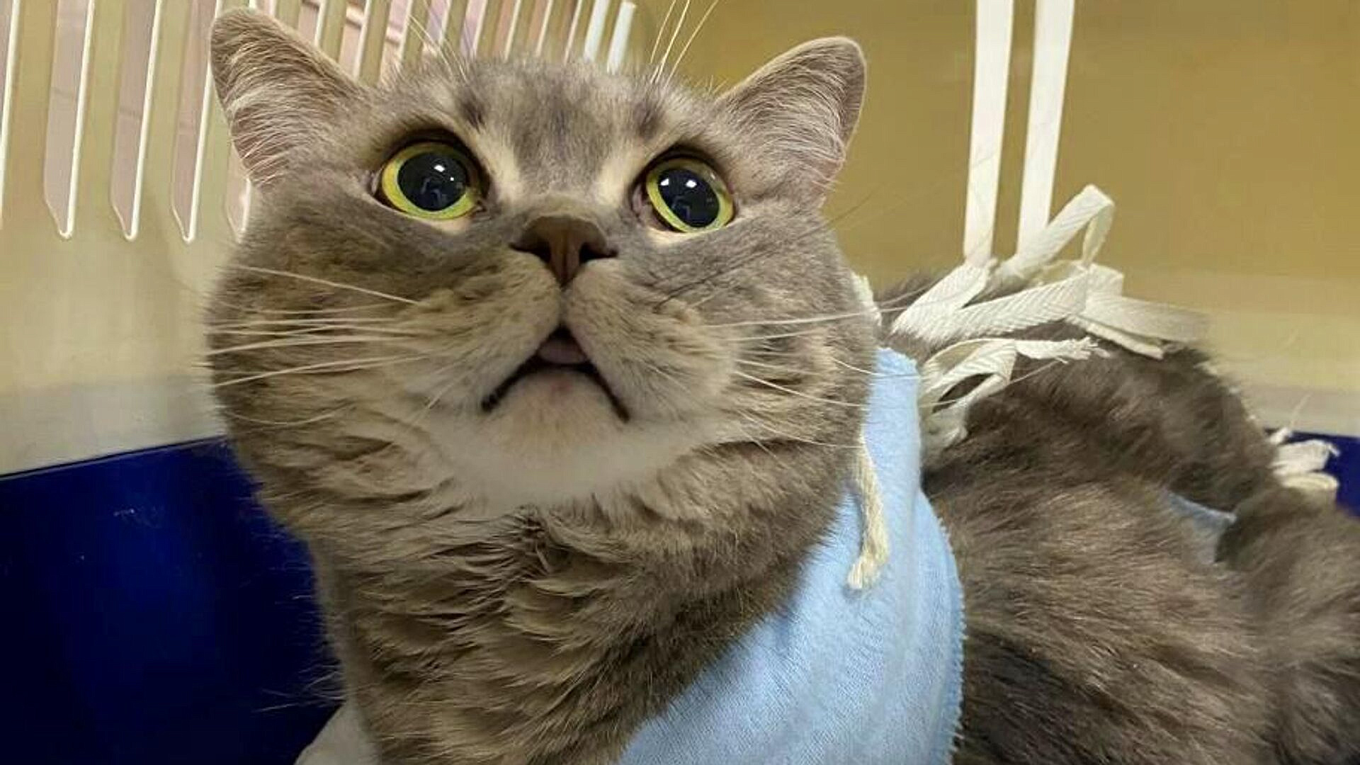 В Москве прооперировали "кота-рецидивиста", проглотившего игрушку