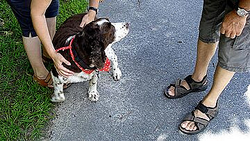 МЧС раскрыло обязательный алгоритм первой прогулки ребенка с собакой