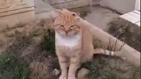 В Дагестане кот, живший на могиле хозяина шесть лет, тяжело заболел