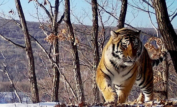 В Приморье отловят двух амурских тигров