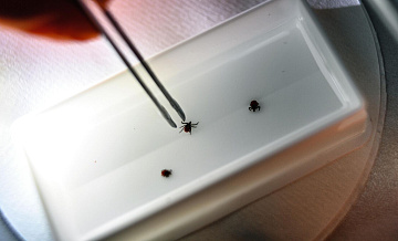 Названа главная ошибка при встрече с клещом хиаломма