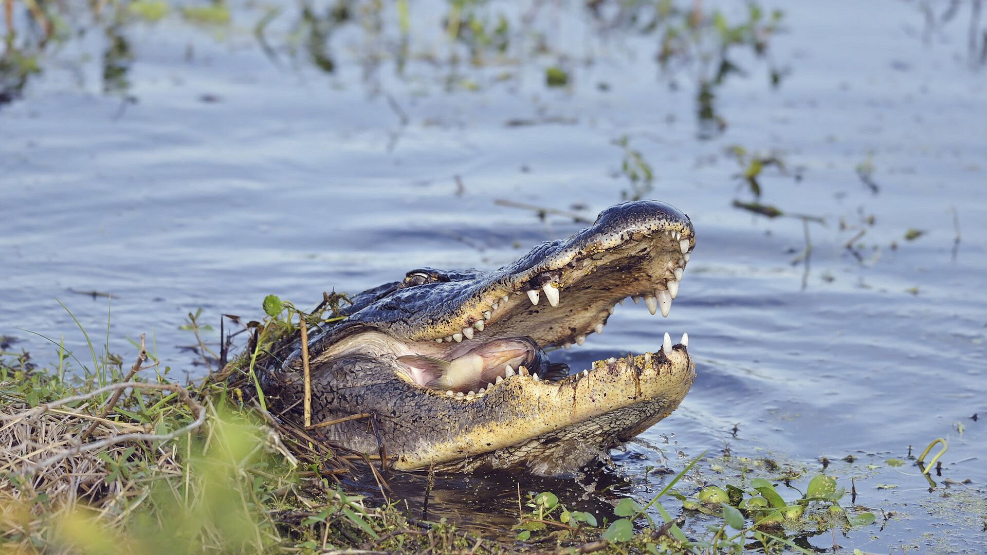 Во Флориде аллигатор покусал женщину во время прогулки на лодке