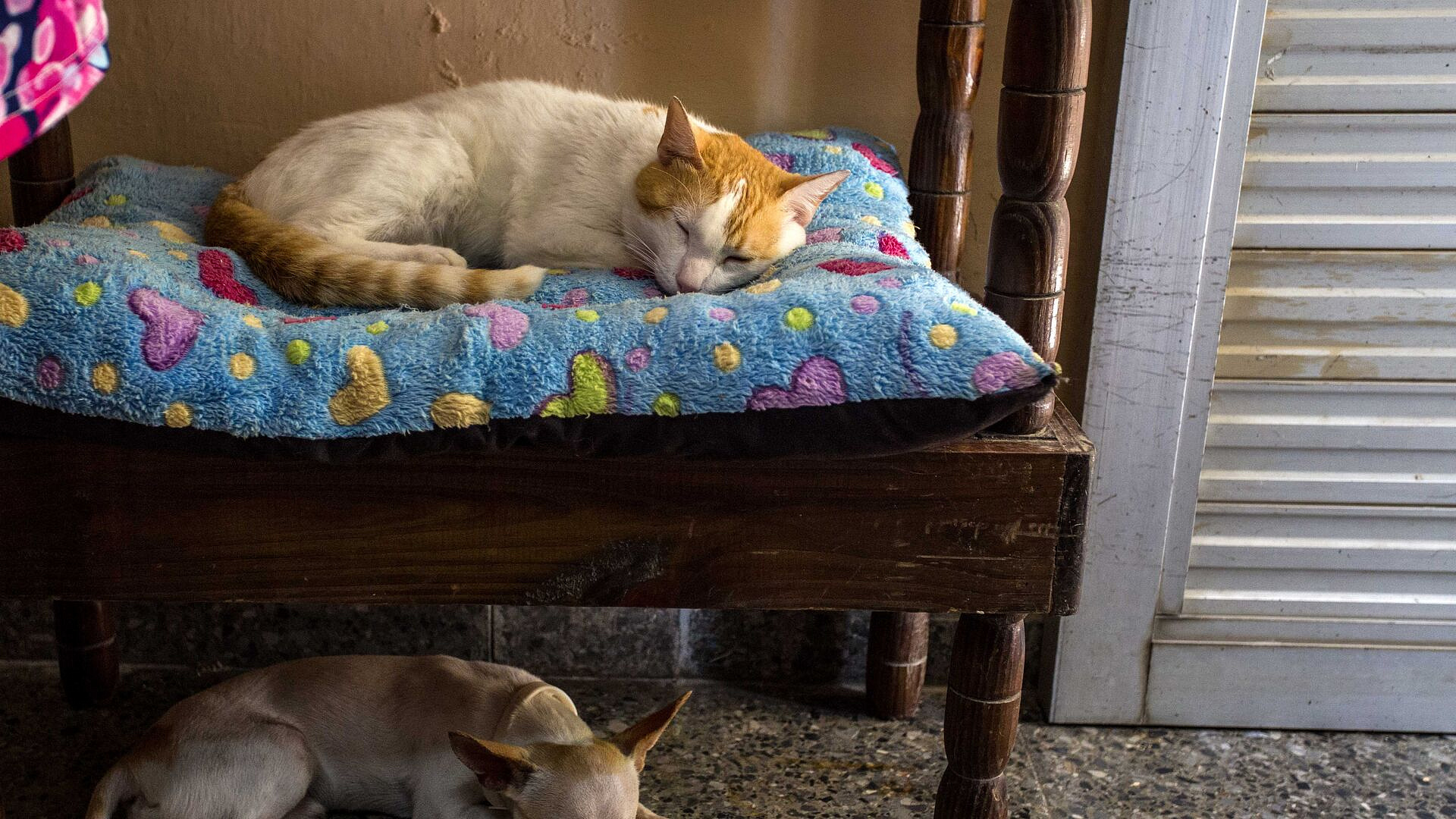 Ветврач объяснил, почему коты все время просят их накормить