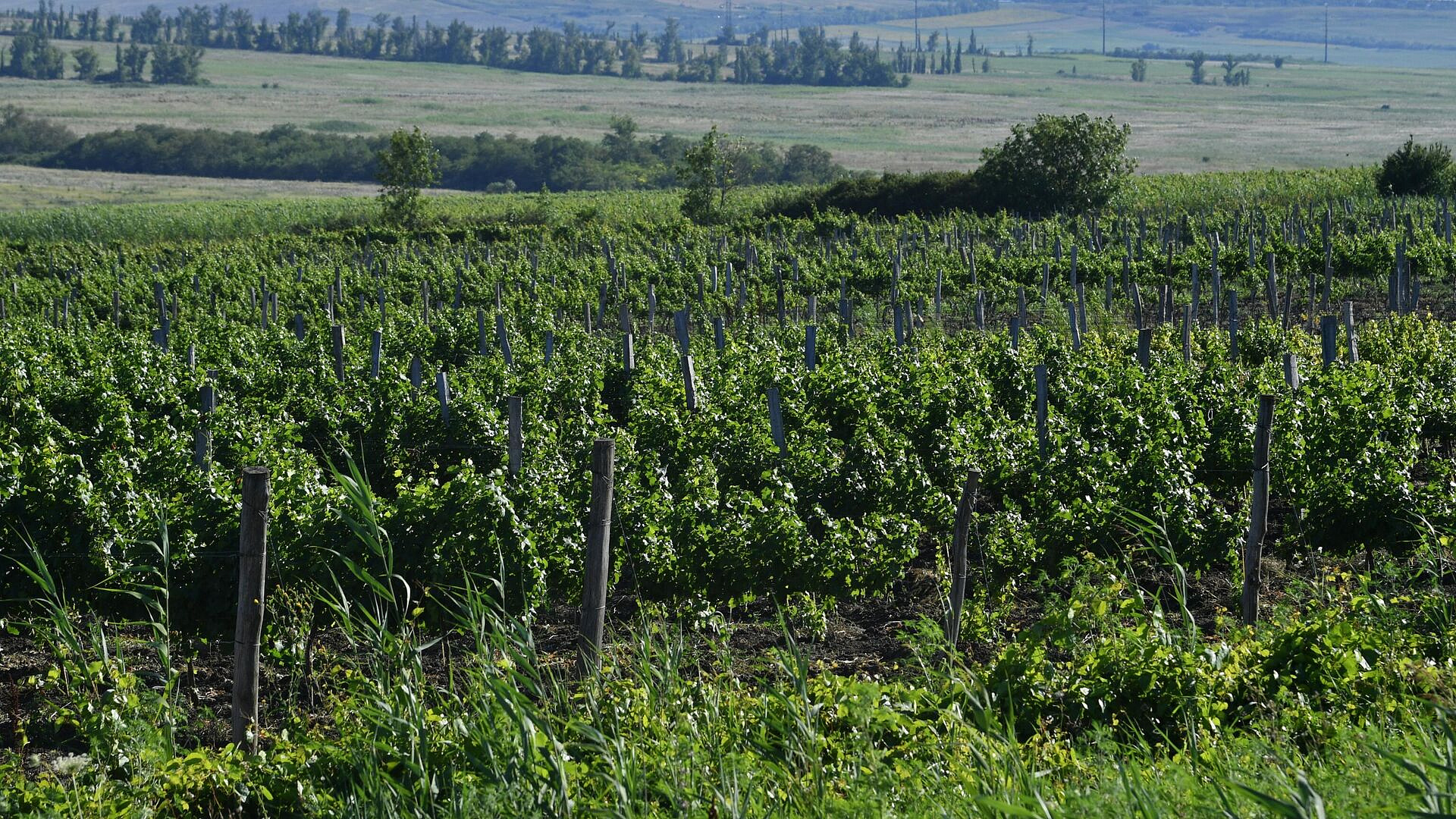 ���������� ��������� �������� �� �����, ������ �������