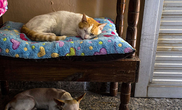 Ветврач объяснил, почему коты все время просят их накормить