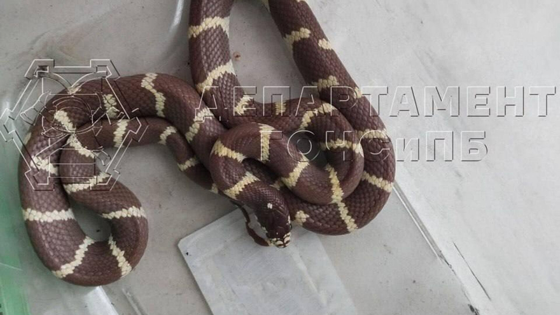 В Москве поймали королевскую змею, проникшую в жилой дом