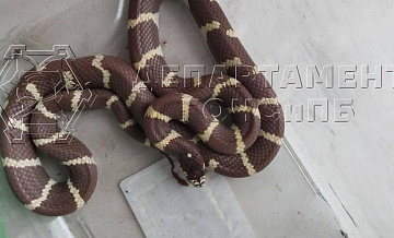 В Москве поймали королевскую змею, проникшую в жилой дом