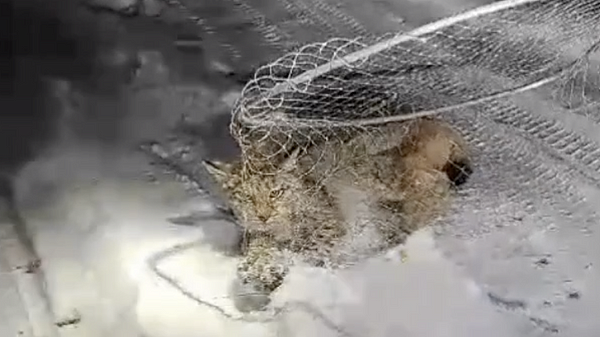 � ��������� ������� ������ �� ������ ���� � ����� ����