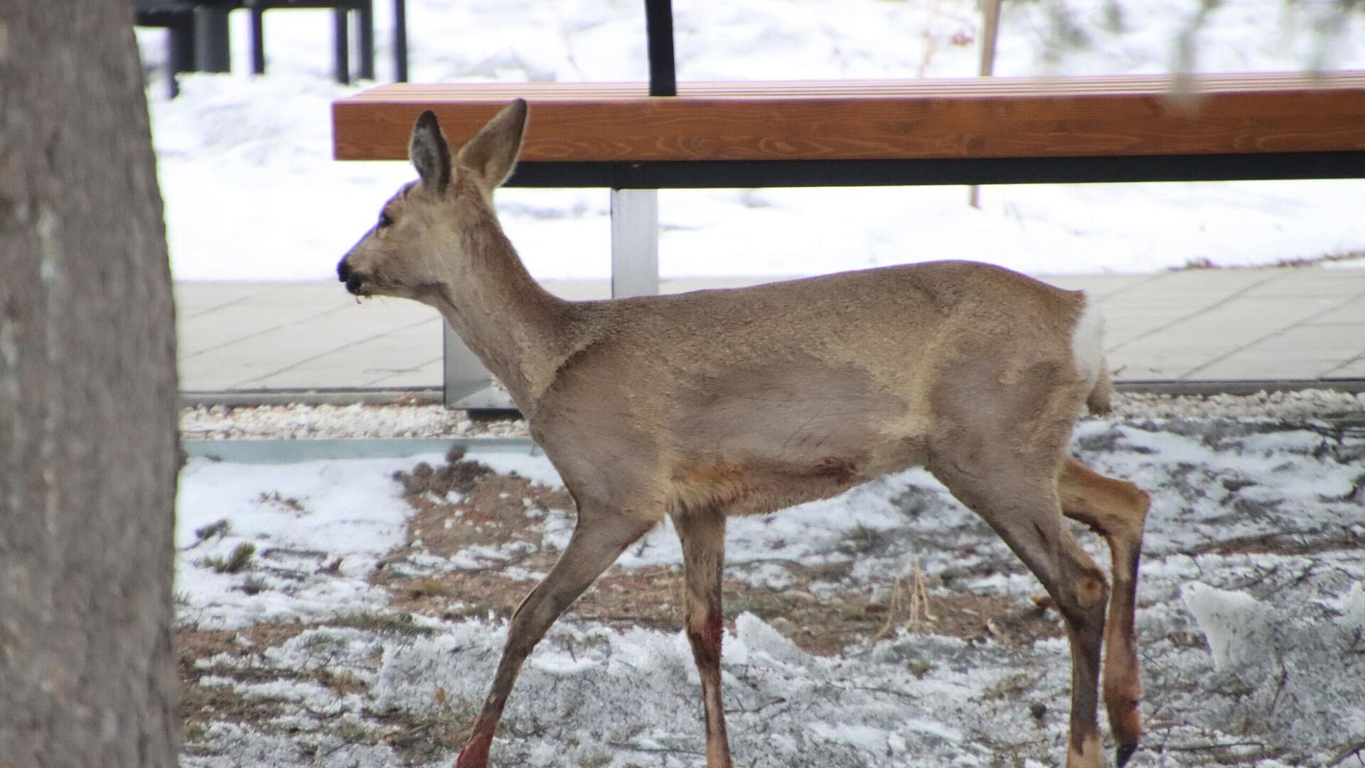 В Амурской области спасли раненую косулю