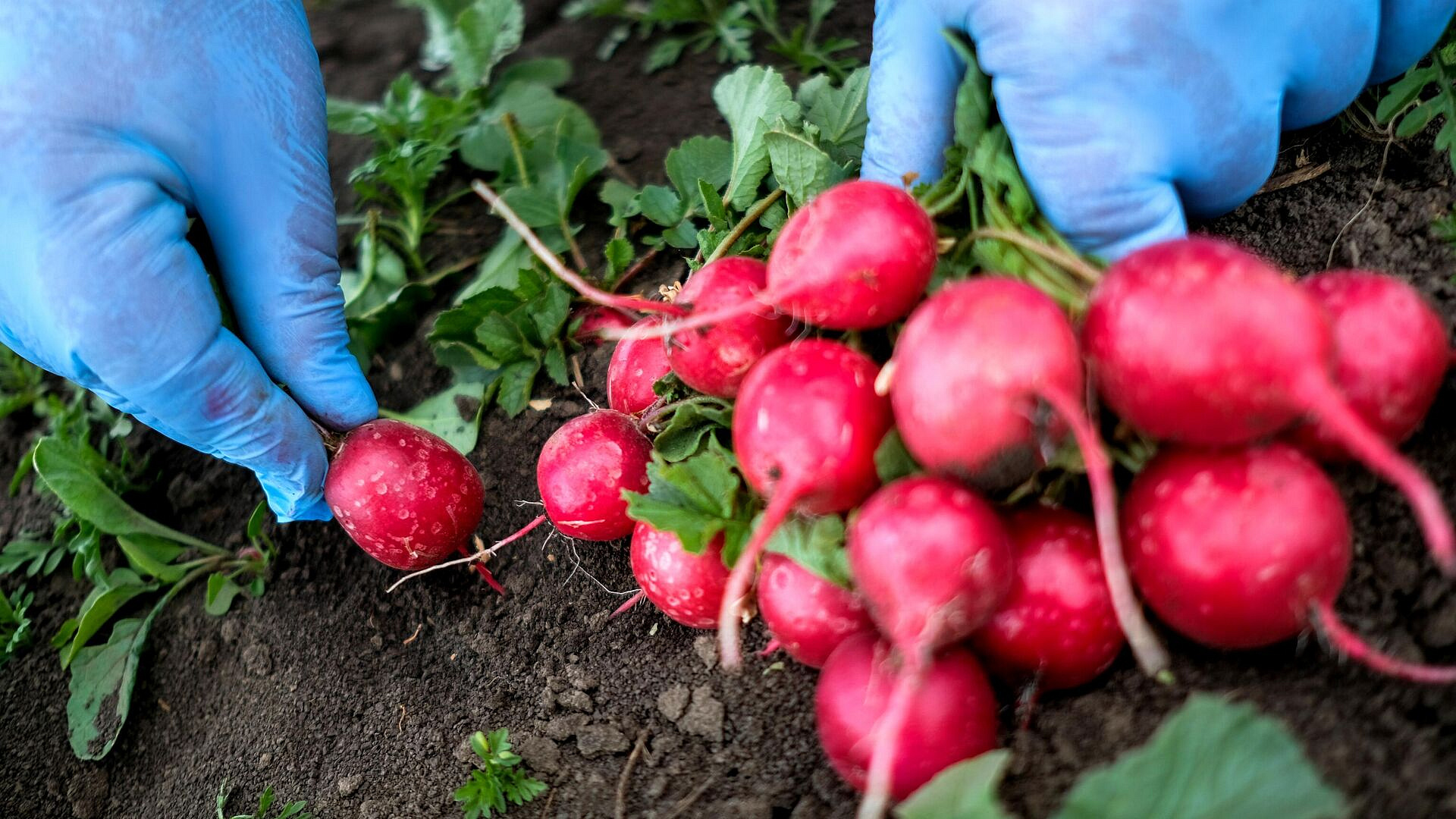 Врач назвала продукт, снижающий риск развития диабета