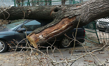 В Подмосковье из-за циклона упали более 50 деревьев