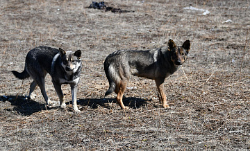 В Петербурге бродячие собаки напали на 12-летнего мальчика