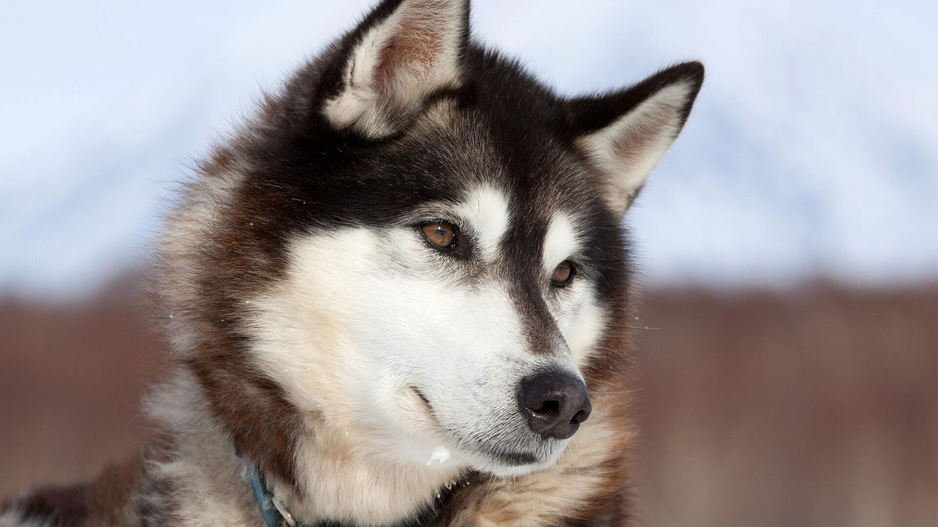 Кинолог рассказал, как сильные запахи влияют на собак