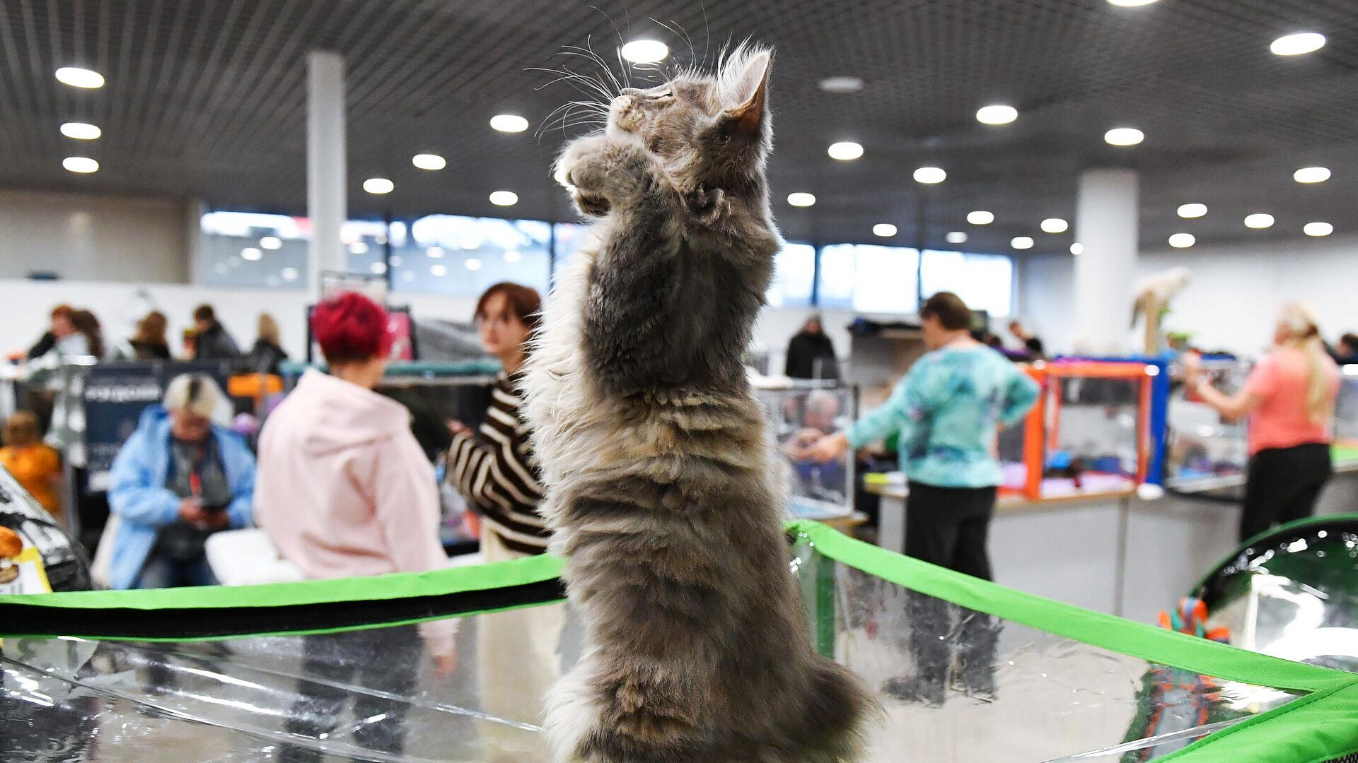 ��� ���������� ����� ����� ������� � ���� ����� ����������� ��������