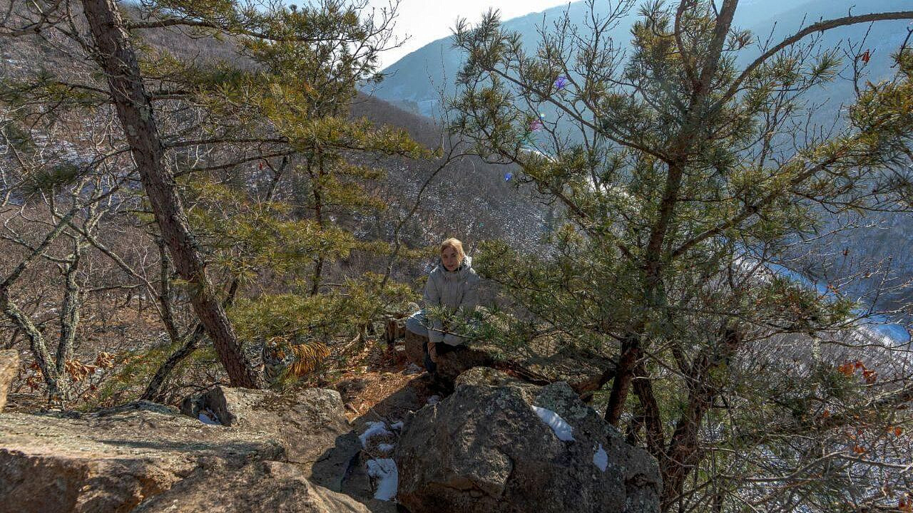 Эксперт прокомментировал фото девушки с амурским тигром на горе в Приморье 