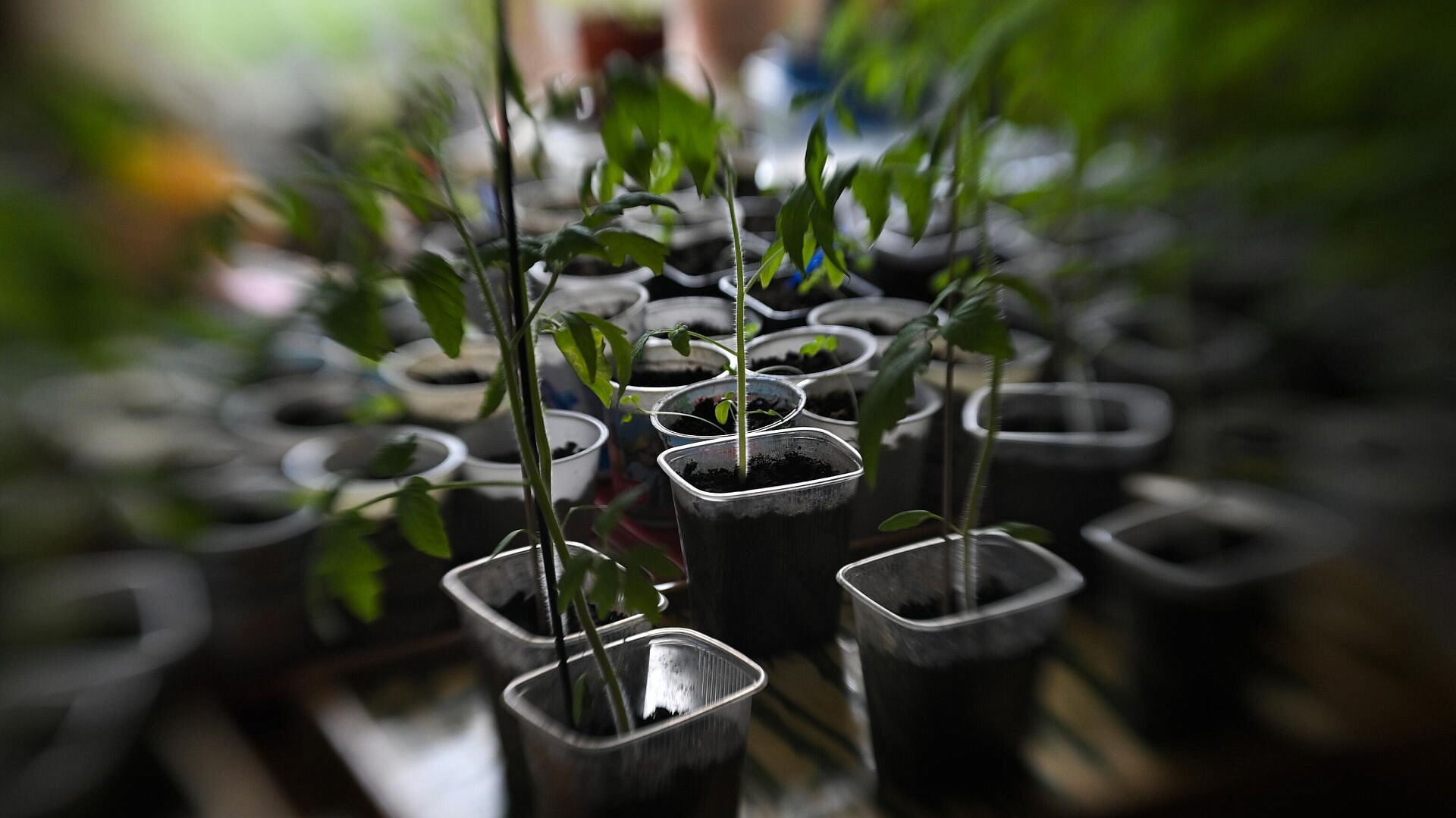 ������� ������������, ����� ������ ������ ������ ���������� �� ����