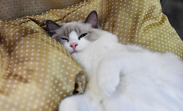 На австралийском острове хотят запретить ввоз и содержание кошек, пишут СМИ