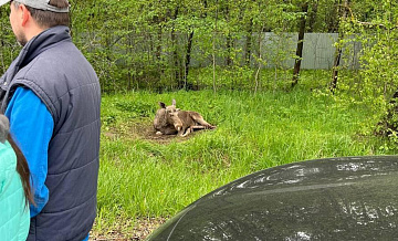 В Подмосковье нашли раненого лося