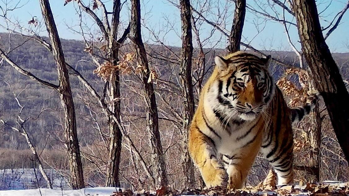 В Приморье отловят тигров, таскающих собак в селах