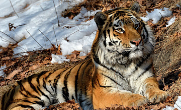 В Приморье поймали амурского тигра, убившего лошадь