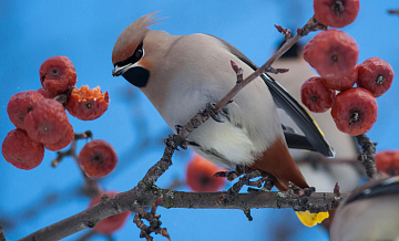 Биолог объяснил, почему свиристелей считают пьяницами