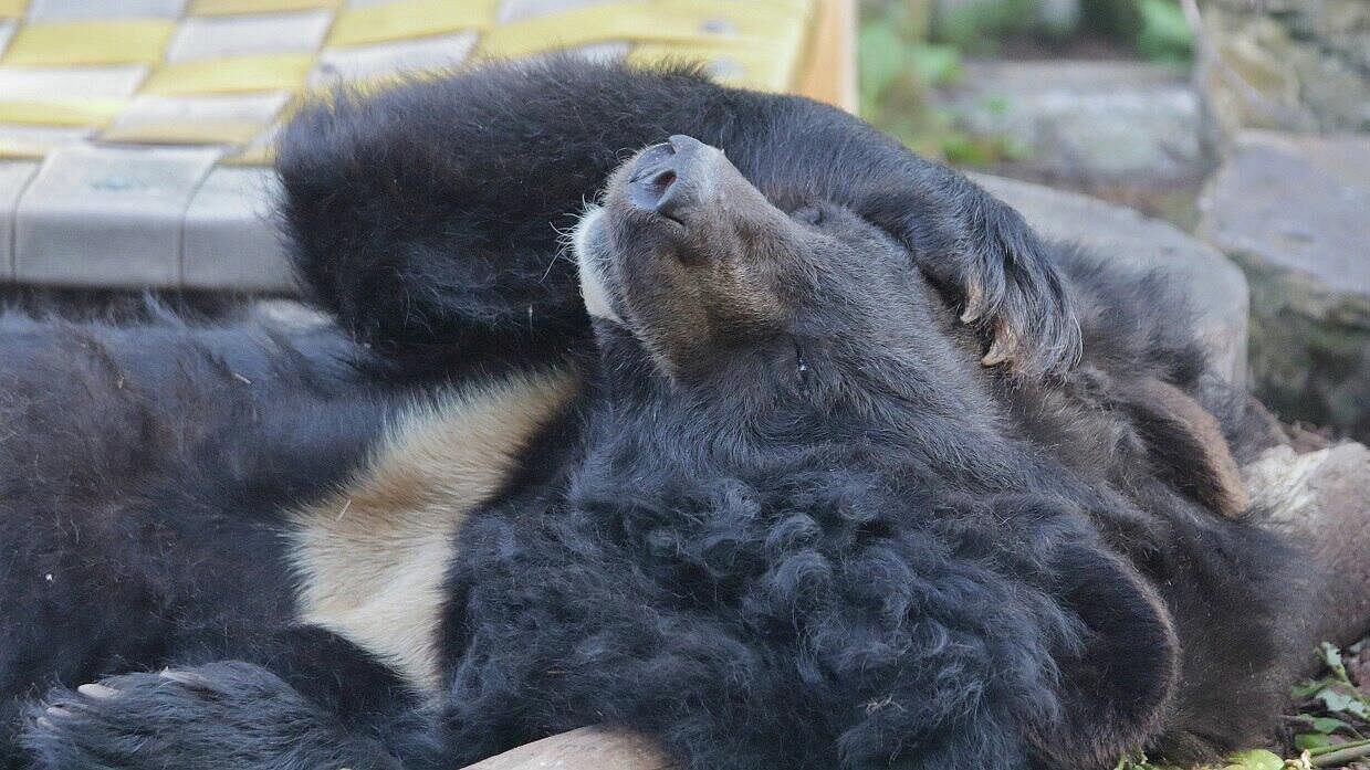 В калининградском зоопарке за неделю умерло сразу четверо "старожилов"