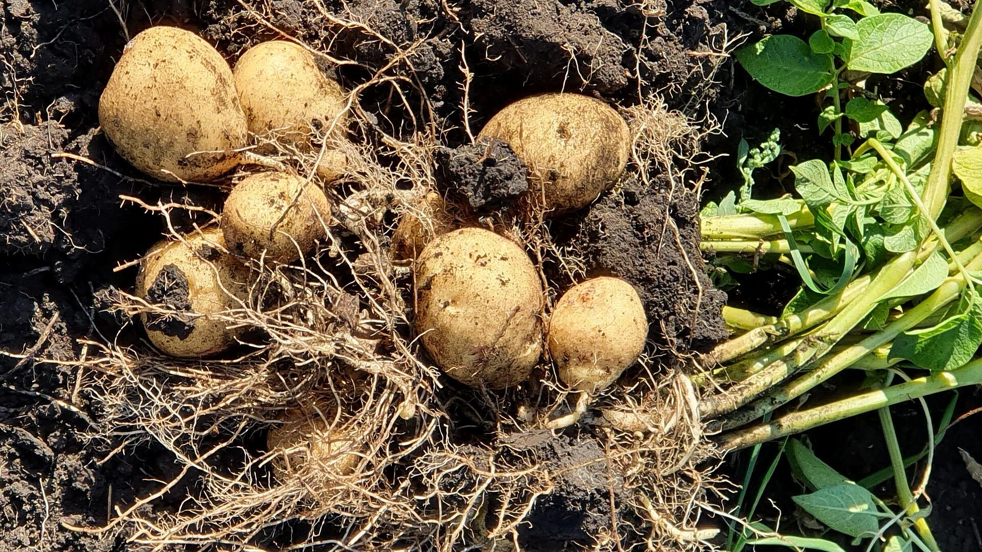 Названы товары, которые Россия может недополучить из-за кризиса в Пакистане