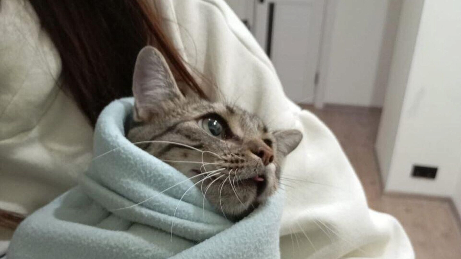 В Новороссийске спасли кота, запутавшегося в проводах