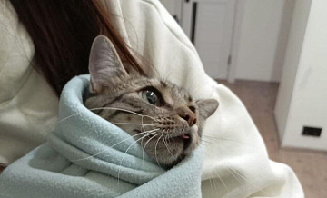 В Новороссийске спасли кота, запутавшегося в проводах