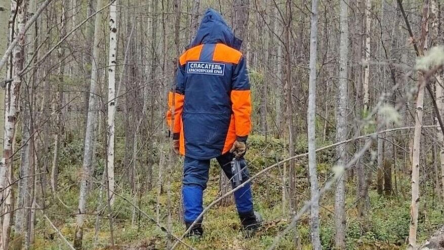 На месте пропажи Усольцевых в тайге под Красноярском нашли следы медведей