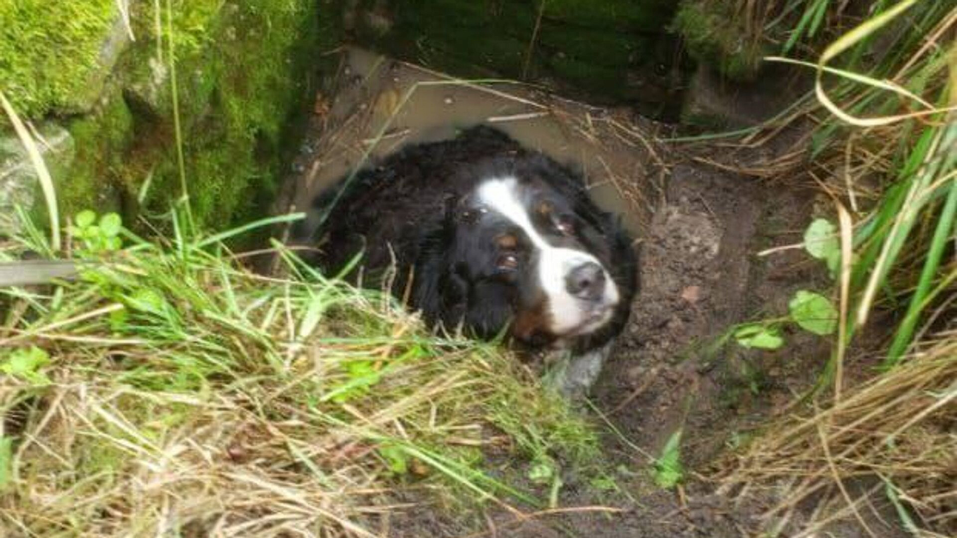 � ��������������� ������� ������ ������, ������������� � �������� �������