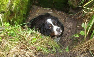 В Калининградской области спасли собаку, провалившуюся в глубокий колодец