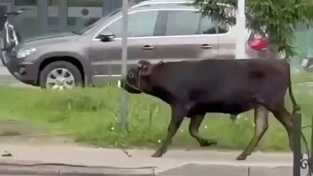 � �������� ������� ����, ��������� �� ������