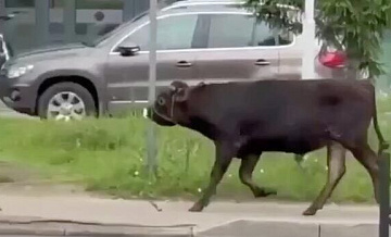В Люберцах поймали быка, бегавшего по улицам