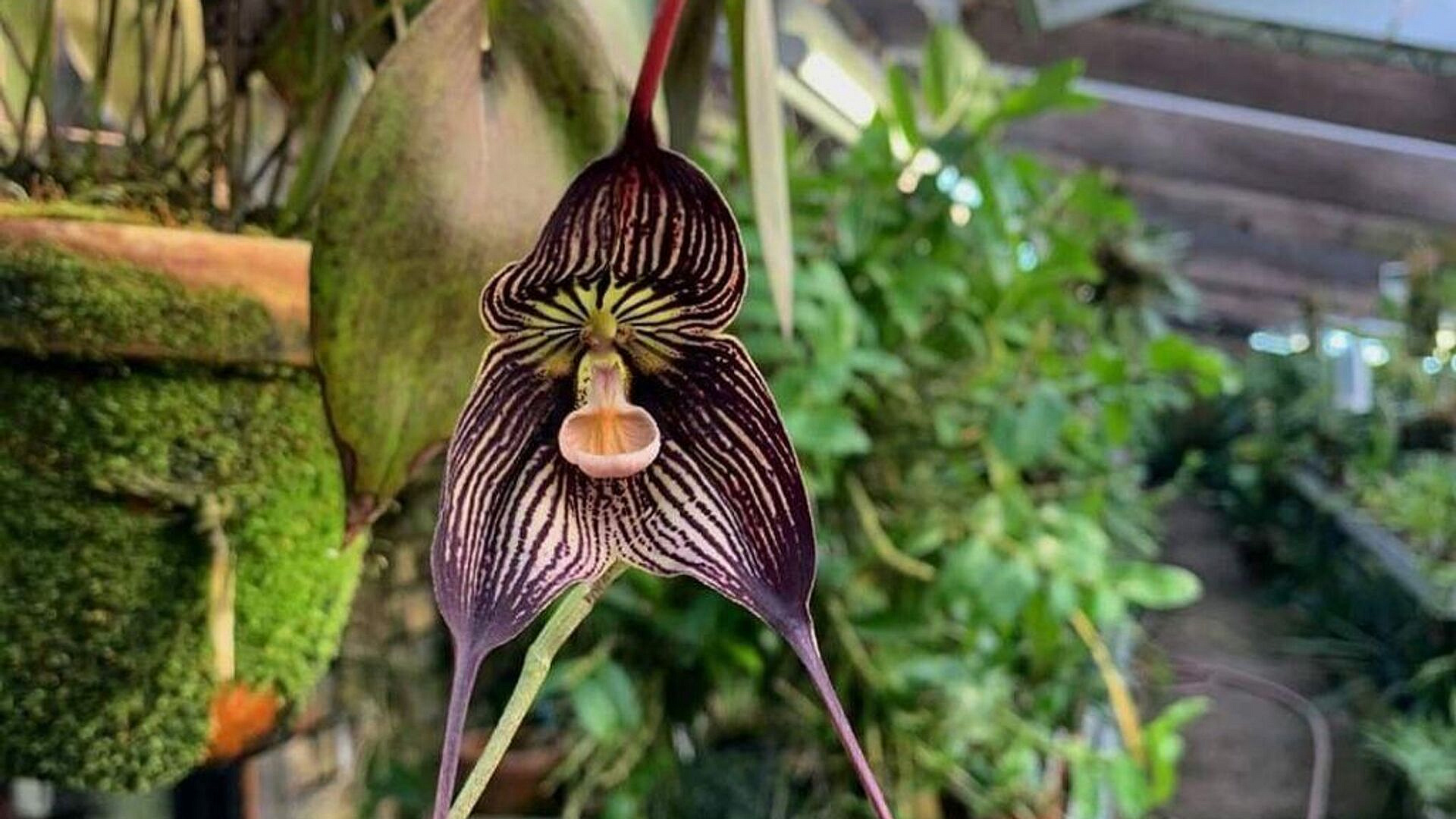 В Аптекарском огороде расцвела уникальная орхидея-вампир