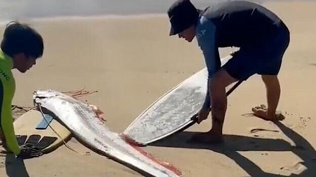 Серферы нашли на пляже рыбу — предвестника катаклизмов