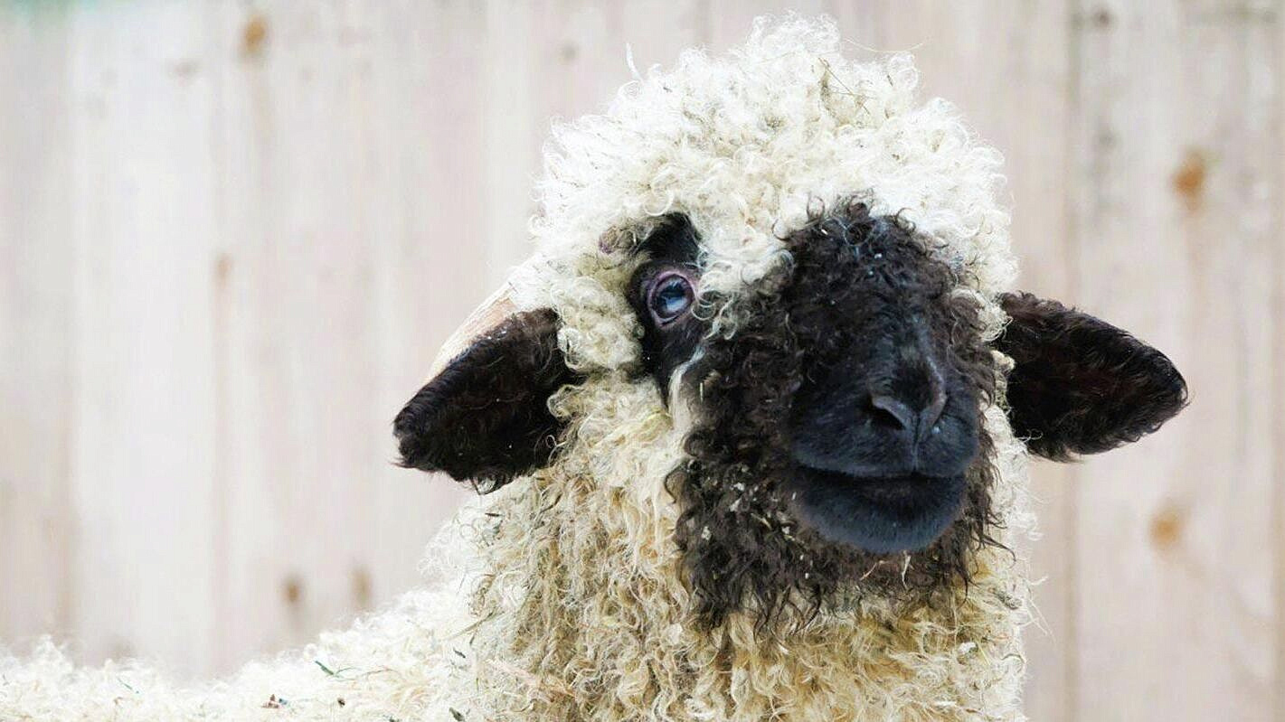 Жители Москвы выбрали имя для ягненка, родившегося в вотчине Деда Мороза