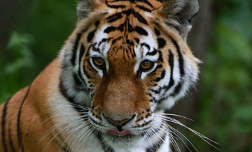 В Приморье автомобиль сбил амурского тигра