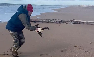 Приюты Кубани предложили помощь пострадавшим от мазута животным