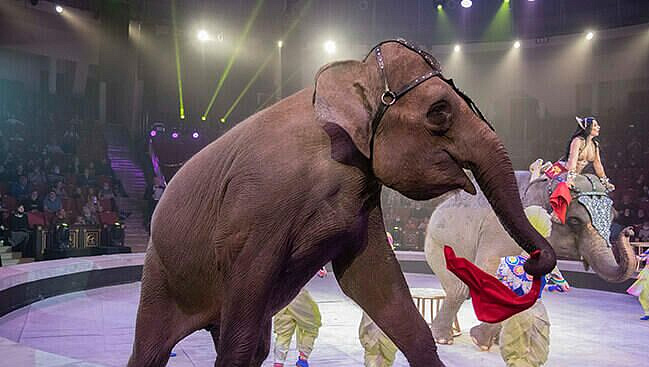 В Росгосцирке произошел бум рождаемости