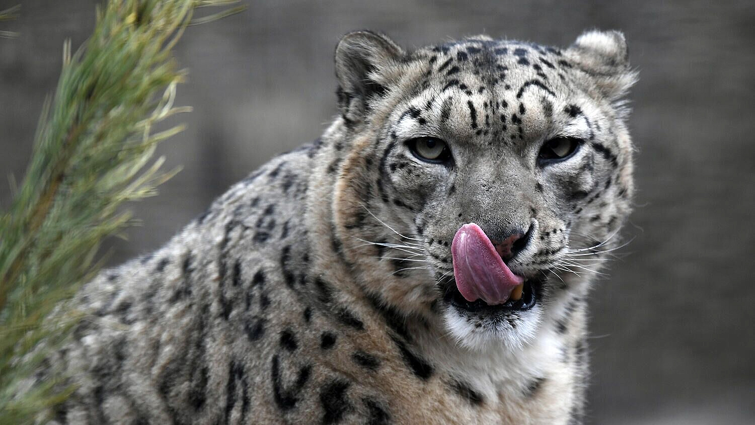 Киргизия передала Алтаю три снежных барса для восстановления популяции