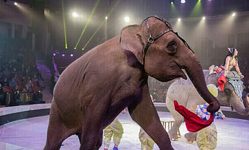 В Росгосцирке произошел бум рождаемости