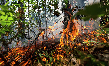 В России потушили 19 природных пожаров за сутки