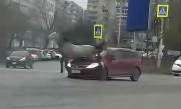 В Хабаровске конь сбежал в город и спровоцировал ДТП