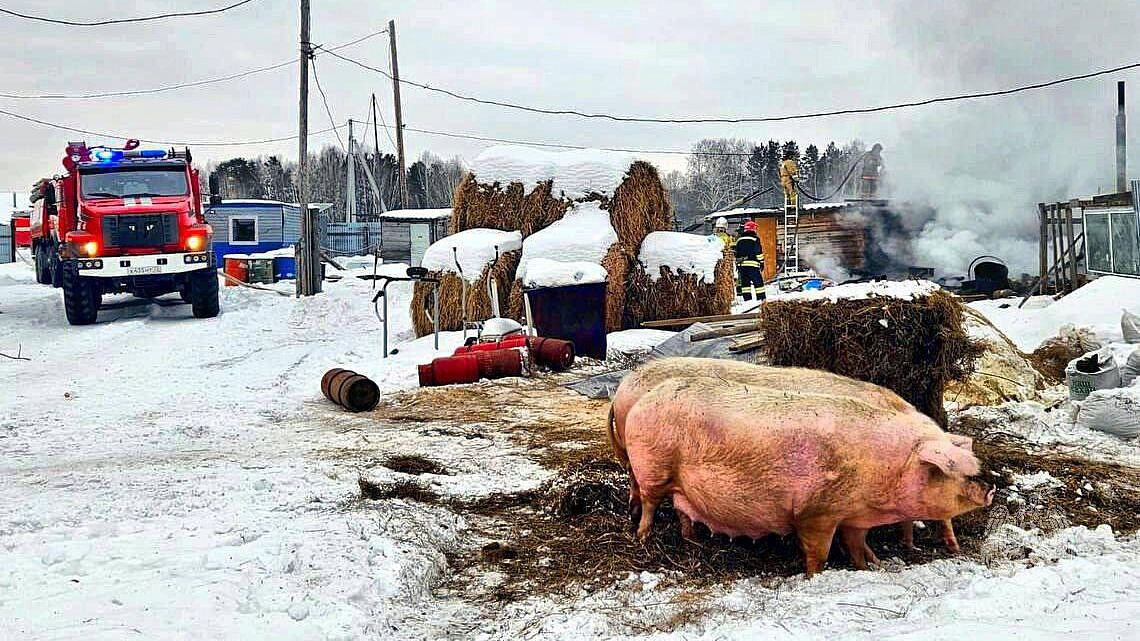 В Тюменской области спасли десяток коз и свиней из пожара