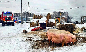 В Тюменской области спасли десяток коз и свиней из пожара